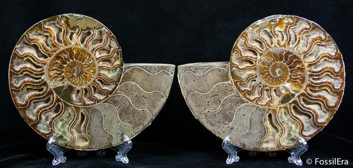 Inch Split Ammonite Pair #2613